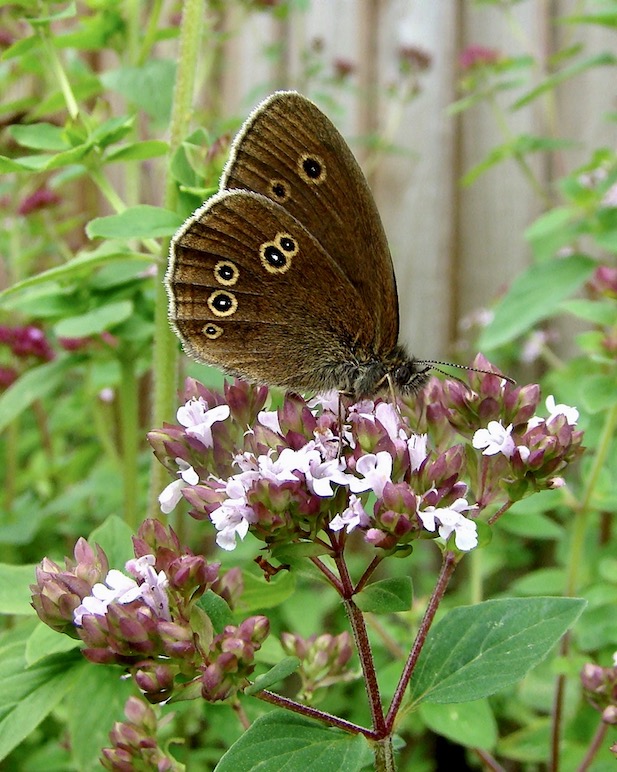 ringlet